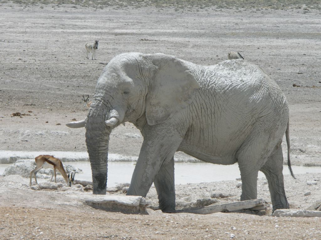 etosha elefant